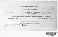 Laccaria laccata image